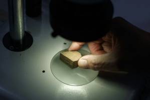 Origin and species.jpg