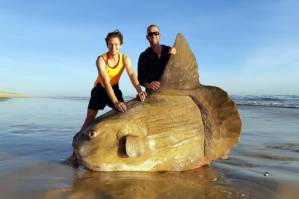 Boulder-sized sunfish washes ashore in Australia.jpg