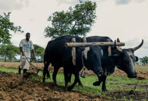 Zimbabwe to pay partial compensation to white ex-farmers.jpg