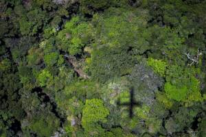 Reforestation could cut carbon levels by two-thirds, study says.jpg