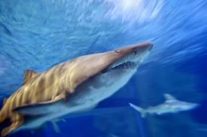 Mediterranean sharks risk 'disappearing'.jpg