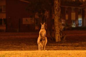 Wildlife ravaged by Australia fires could take decades to recover.jpg