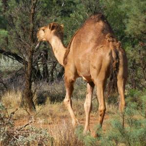 Snipers to cull up to 10,000 camels in drought-stricken Australia.jpg