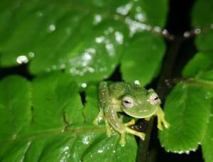 Glass frogs reappear in Bolivia after 18 years.jpg