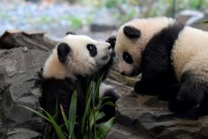 Berlin's panda twins ready for public debut.jpg