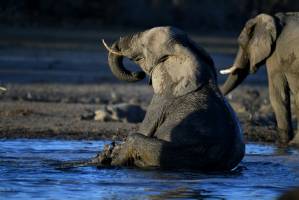 Botswana to start auctions of elephant hunting licences.jpg
