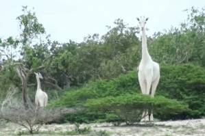 Rare white giraffes killed by poachers in Kenya.jpg