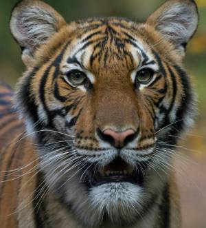 Bronx zoo tiger tests positive for coronavirus.jpg