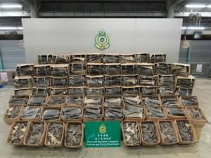Hong Kong seizes fins from 38,500 endangered sharks.jpg