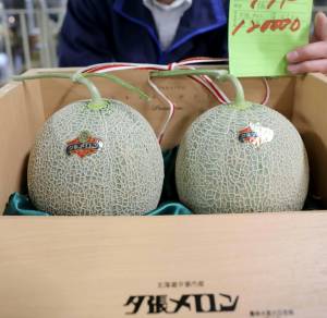 Melon-aires not required as Japan premium fruit prices plunge.jpg