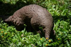 pangolin medecine.jpg