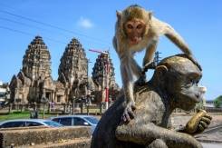 humans try to take back Thai city from monkeys.jpg