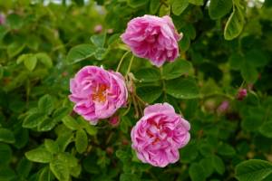 When coronavirus robs you of your sense of smell.jpg