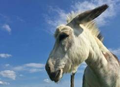 Meet Buckwheat, the donkey you can hire to crash Zoom meetings.jpg