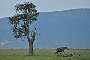 Kenya wildlife reserves threatened as tourists stay away.jpg