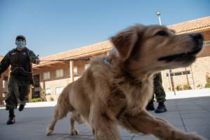 Chilean police train dogs to sniff out COVID-19.jpg Chilean police train dogs to sniff out COVID-19.jpg
