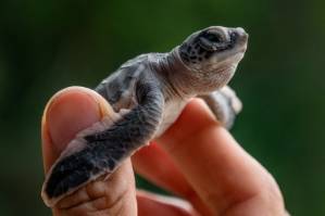 From egg hunter to protector, Malaysian battles to save turtles.jpg