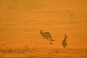 Estimated 3 billion animals affected by Australia bushfires.jpg