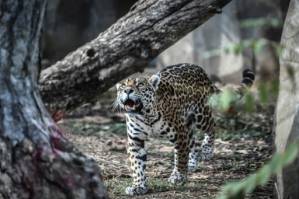 Brazil wetland fires threaten jaguar reserve.jpg