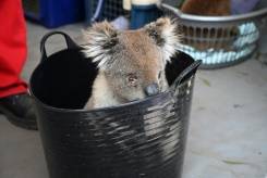Koala row threatens leader of Australia's biggest state.jpg