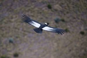 In Ecuador, pair of Andean condors revives hope for.jpg