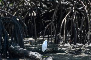 Brazil revokes mangrove protections, triggering alarm.jpg
