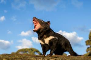 Tasmanian devils released on Australian mainland.jpg