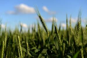 Argentina becomes first country to approve genetically modified wheat.jpg
