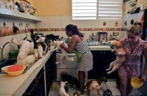 Cuban animal lovers hope new law changes attitudes.jpg