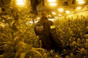 A paradise of weed for Europe's drug traffickers.jpg