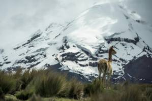 Out hunting with spears, study finds.jpg