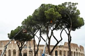 Insect invaders threaten Rome's iconic pines.jpg