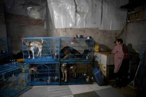 China animal rescuer shares home with 1,300 dogs.jpg