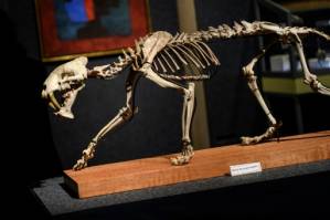skeleton sells for $70,000.jpg