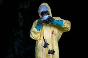 Virus hunters delve into Gabon forest in search for next threat.jpg