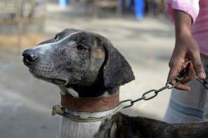 Race to save Bangladesh hound from extinction.jpg