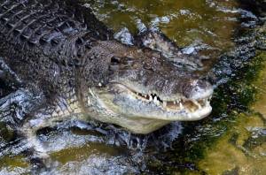 Naked fugitive found in croc-infested northern Australia waters.jpg
