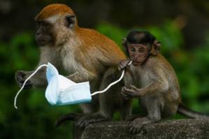 From macaques to crabs, wildlife faces threat from face masks.jpg