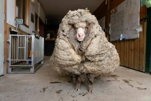 Aussie sheep sheds huge coat after years on the lam.jpg