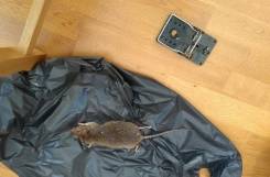 London grapples with lockdown rodent problem.jpg