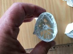 largest flying animals supported their giant necks.jpg