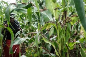 Invasive species costing Africa $3.66 tn a year.jpg