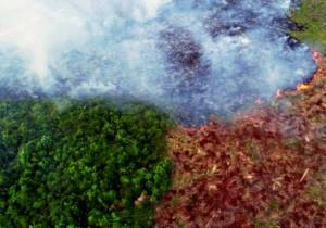 Warming, deforestation turn Amazon into source of CO2.jpg Warming, deforestation turn Amazon into source of CO2.jpg
