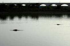 Fishermen join fight to save endangered Pakistan dolphin.jpg Fishermen join fight to save endangered Pakistan dolphin.jpg