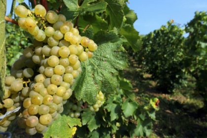 Champagne bio, les bulles les plus rares.jpg