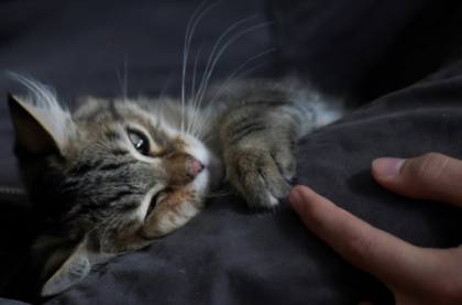 Friandises, accessoires ... le marché de l'animal de compagnie innove.jpg