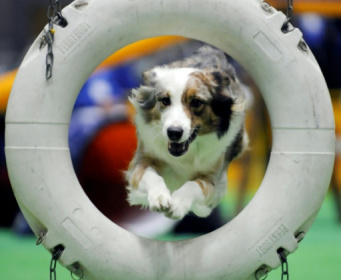 Le berger australien, chien préféré des Français en 2018.jpg