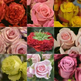 roses.jpg