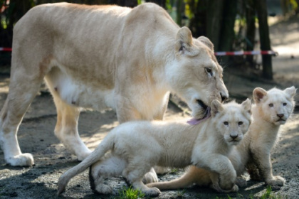 Deux lionceaux blancs font leurs premiers pas en public au zoo de La Flèche.jpg