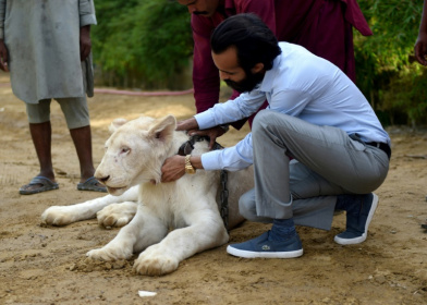 Au Pakistan, des lions comme animaux de compagnie.jpg